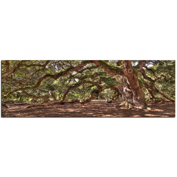 Obraz na plátně - Starověký živý dub - panoráma